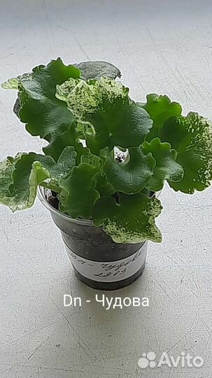 Укорененные черенки фиалок с детками