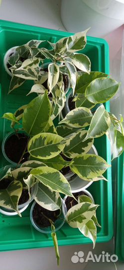 Фикусы черенки