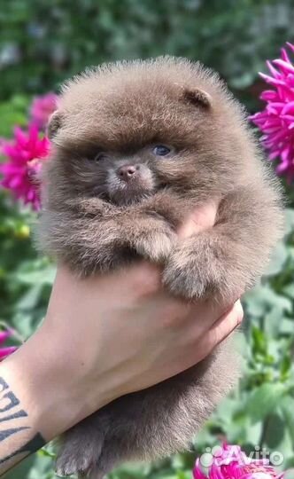 Померанский шпиц мини