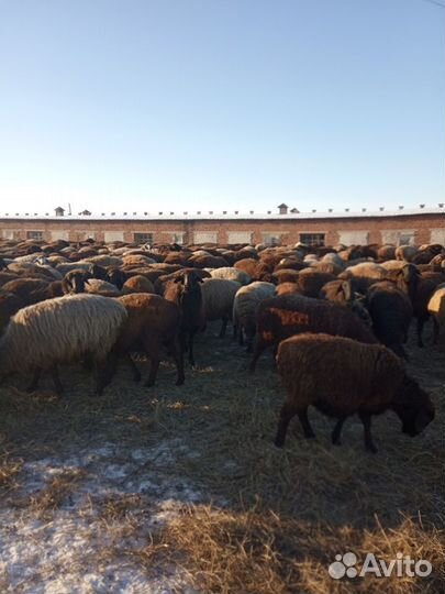 Бараны производители, овцы гиссарской породы