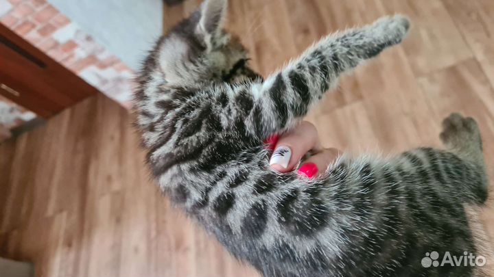 Бенгальские котята