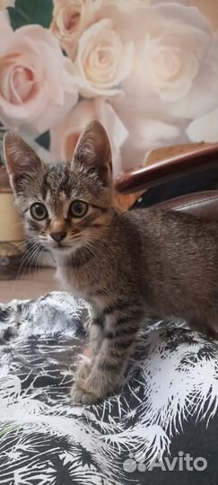 Отдам котят в хорошие руки