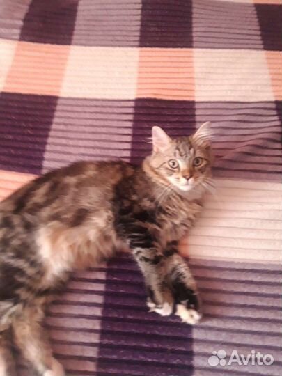 Кошки бесплатно