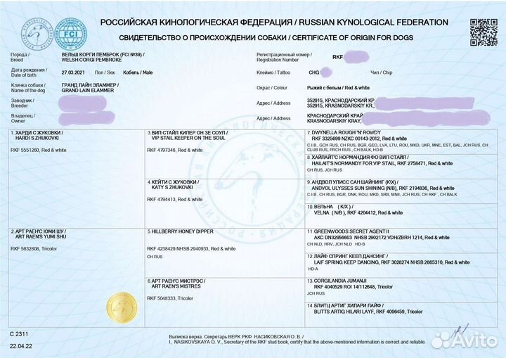 Корги пемброк вязка