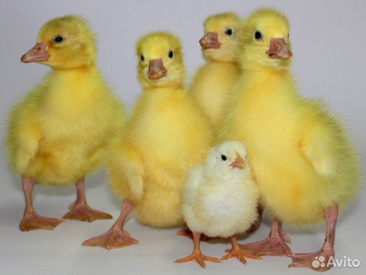 Бройлеры,гусята.утята муларды,несушки