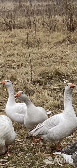 Псковская лысая