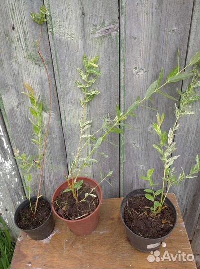 Ива Хакуро-нишике и Свердловская извилистая