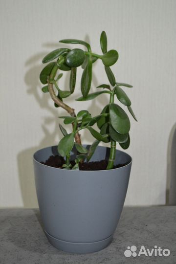 Денежное дерево