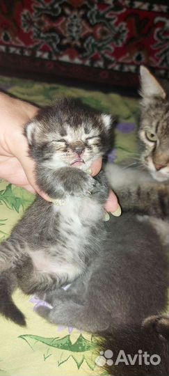 Британская кошка в дар