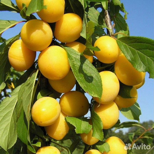 Алыча желтая садовая