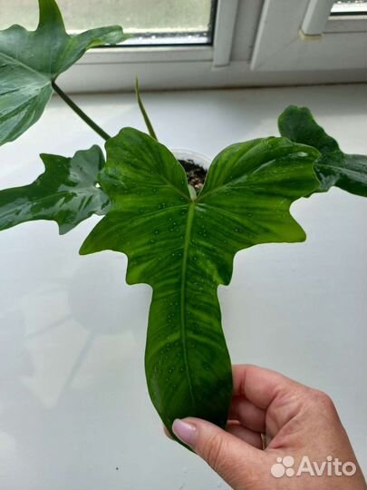 Филодендрон минарум, дракон