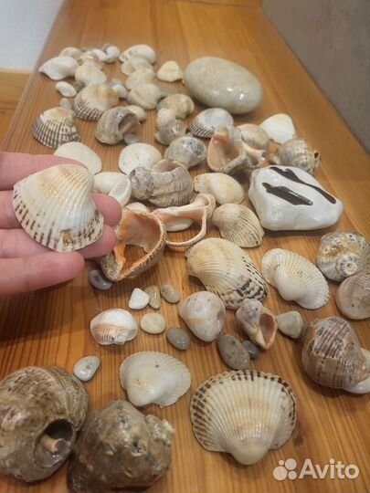 Морские ракушки