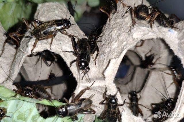 Сверчки и кормовые насекомые