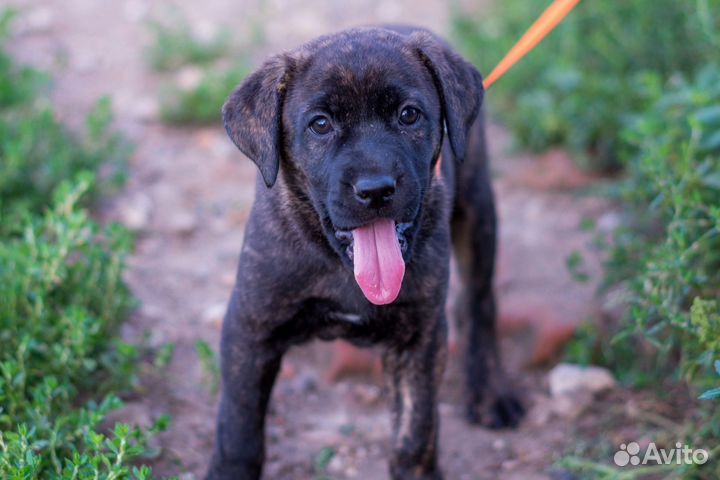 Щенок девочка в добрые руки