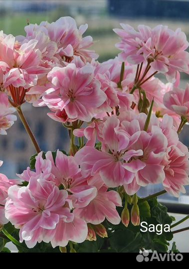 Сортовые пеларгонии (часть 2 )