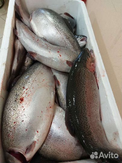 Свежая Рыба форель морская охоложденная