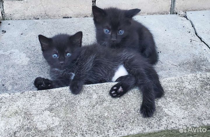 Котята в добрые руки 1 месяц