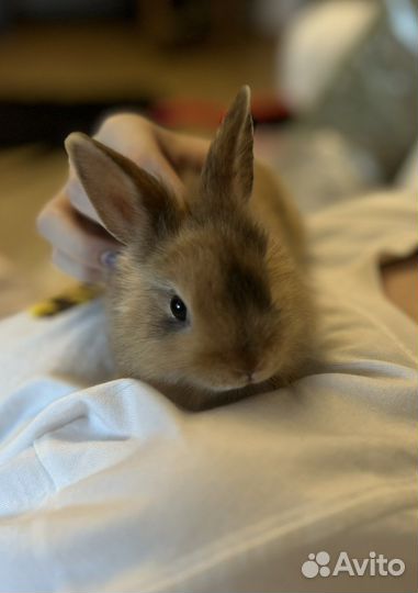 Карликовый кролик