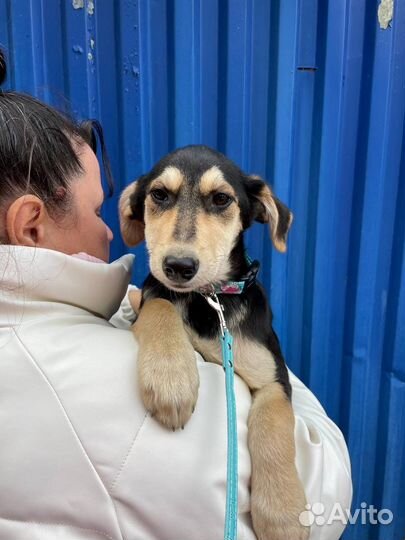 Щенок девочка в добрые руки