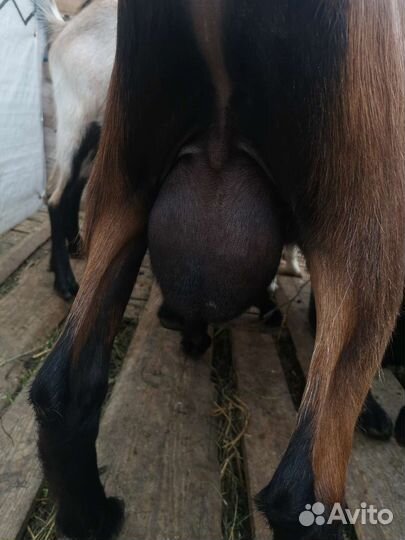 Чешский козел