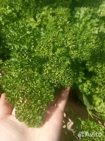 Свежая зелень петрушки