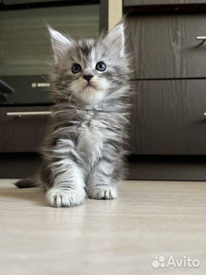 Кошки мейн-кун