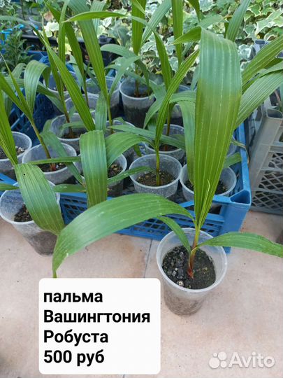 Пальма Трахикарпус/Хамеропс кустовой/Вашингтония