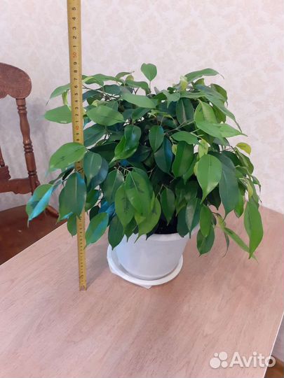 Фикус бенджамина / Толстянка / Оксалис - бабочки