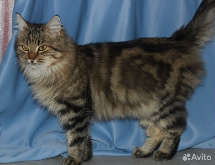 Котик ласковый непоседа