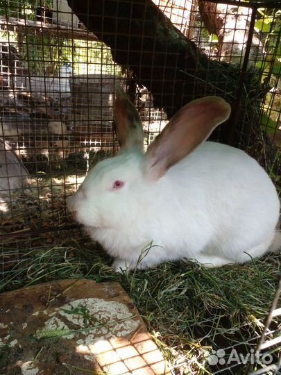 Крольчихи (крупные) и крольчиха уже с кроликами