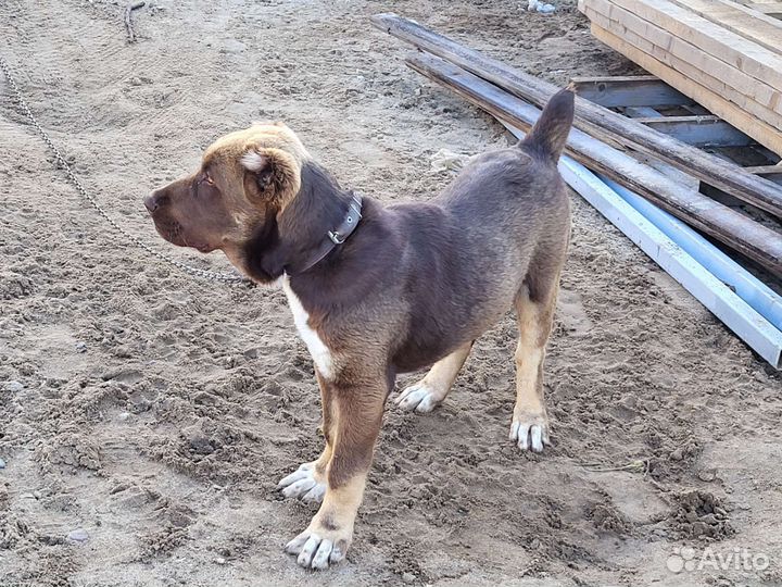 Алабай щенок
