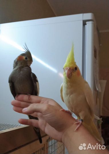 Суперручные птенцы кореллы выкормыши