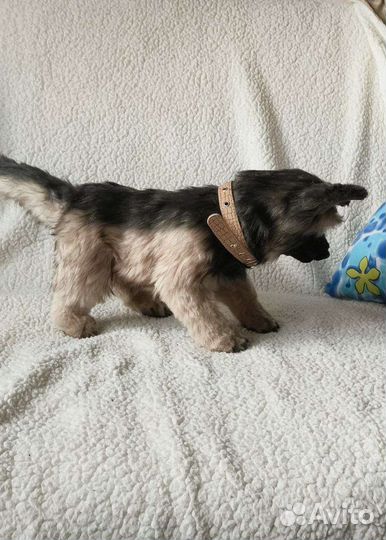 Мягкая игрушка собачка