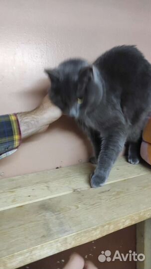 Тимофей британец ищет добрые руки