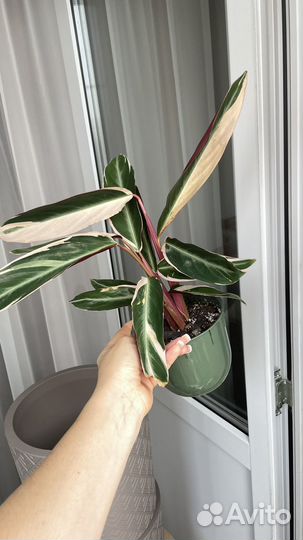 Строманта триколор