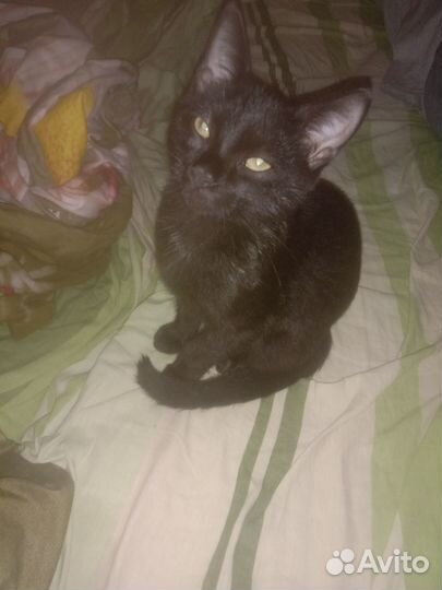 Отдам котёнка в добрые руки