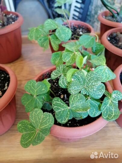 Кактусы и суккуленты 2