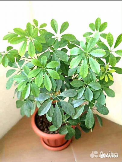 Шефлера Комнатные растения Цветы