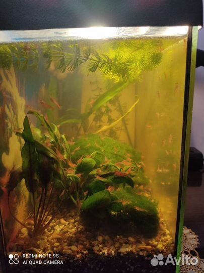 Креветки вишня