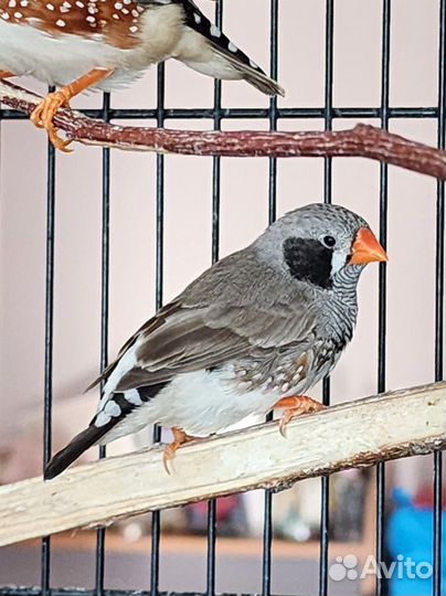 Зебровые амадины