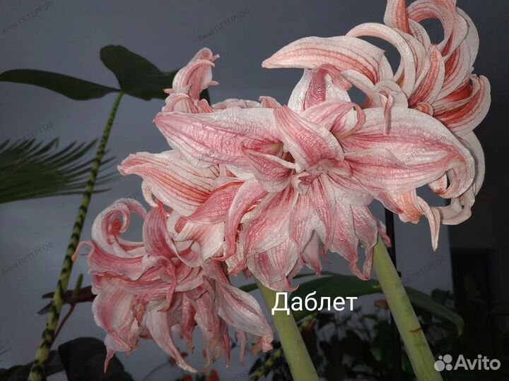 Гиппеаструмы сортовые