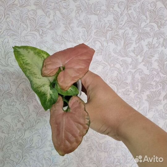 Сингониумы сортовые