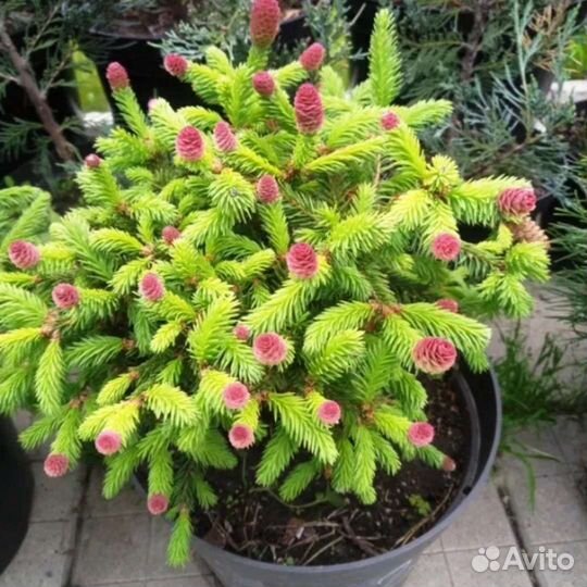 Семена редких хвойных- Инверса Хупси и другие