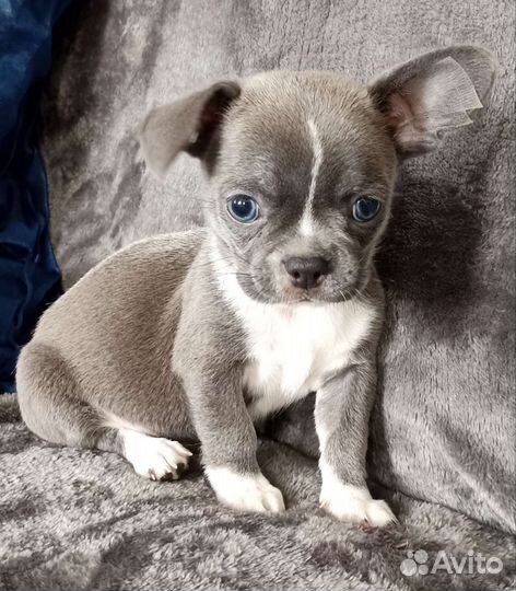 Чихуахуа девчишка