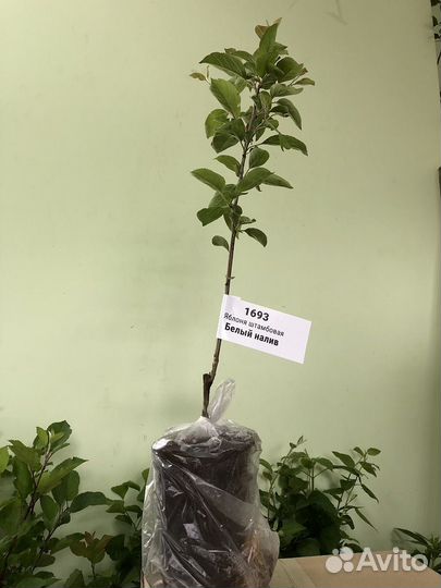 Яблоня Белый Налив штамбовая - саженцы зкс