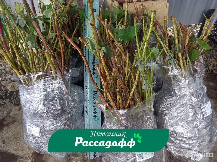 Саженцы малины. Зимостойкие сорта