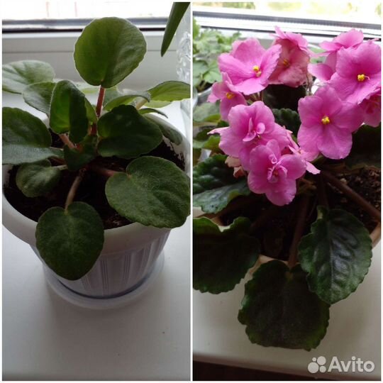 Цветы комнатные