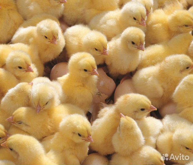 Цыплята бройлеры кобб 500