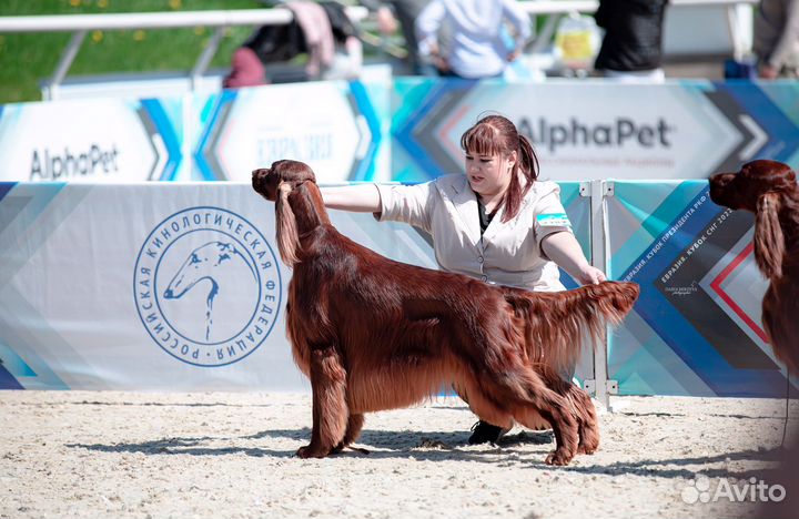 Хендлер, Фитнес, Грумер