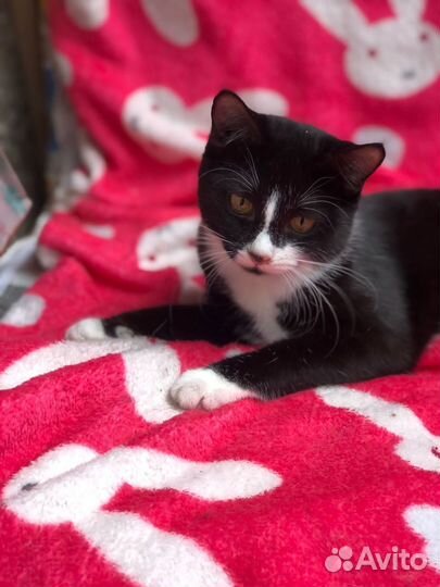 Дюма кошечка подросток